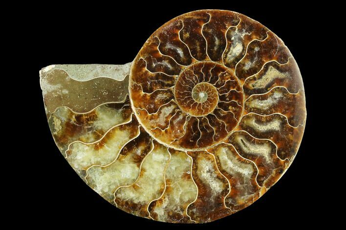 Cut & Polished Ammonite Fossil (Half) - Madagascar #166844